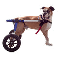 Walkin' Wheels Dog Wheelchair - for Large Dogs 70-180 lbs - Veterinarian Approved 70-180 lbs, 14-16inch Leg